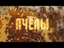 Embedded thumbnail for Пчелы | Ильдар Аляутдинов
